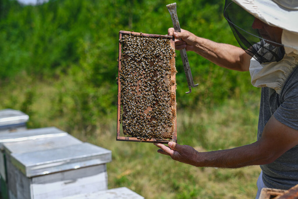 Животот во кошница