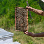 Животот во кошница - BeeHappy