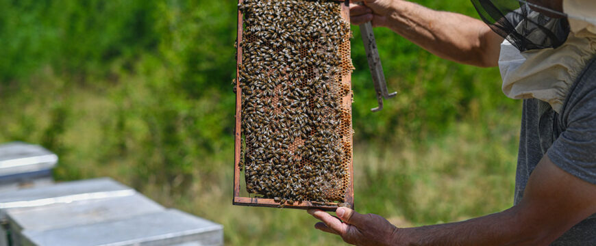 Животот во кошница